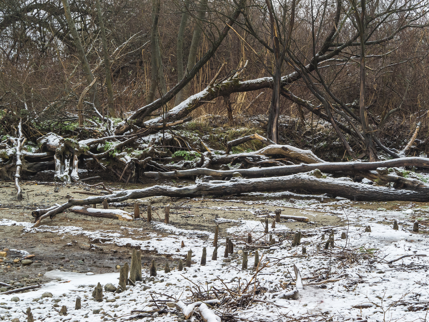 Eriskircher Ried direkt am Bodensee