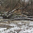 Eriskircher Ried direkt am Bodensee