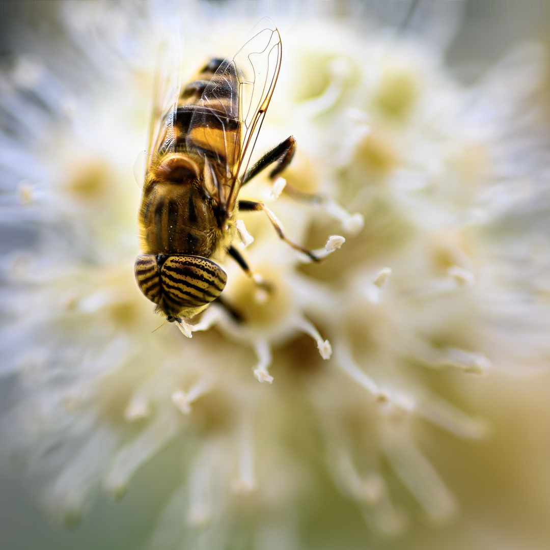Eristalinus taeniops Foto & Bild tiere, wildlife, insekten Bilder auf