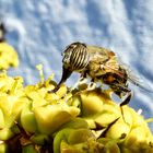 Eristalinus taeniops