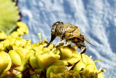 Eristalinus taeniops