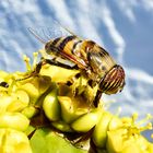 Eristalinus taeniops