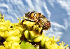 Eristalinus taeniops