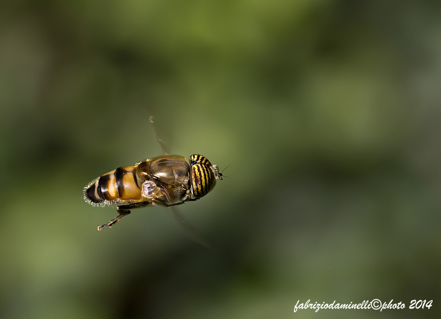 Eristalinus taeniops in volo (mosca tigre)