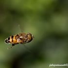 Eristalinus taeniops in volo (mosca tigre)