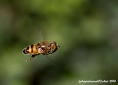 Eristalinus taeniops in volo (mosca tigre)