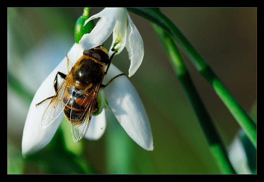 Eristalis