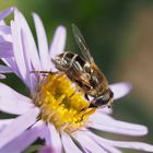 Eristalis abusivus