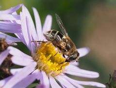 Eristalis abusivus