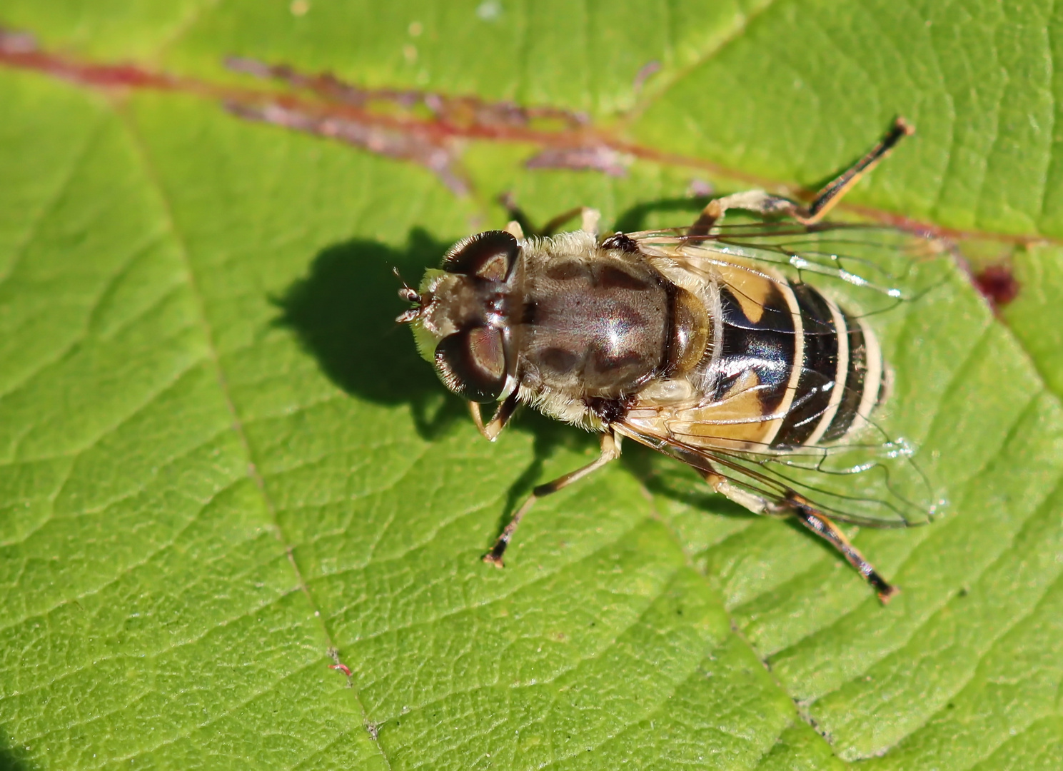 Eristalis arbustorum Foto & Bild natur, fliegen, insekten Bilder auf