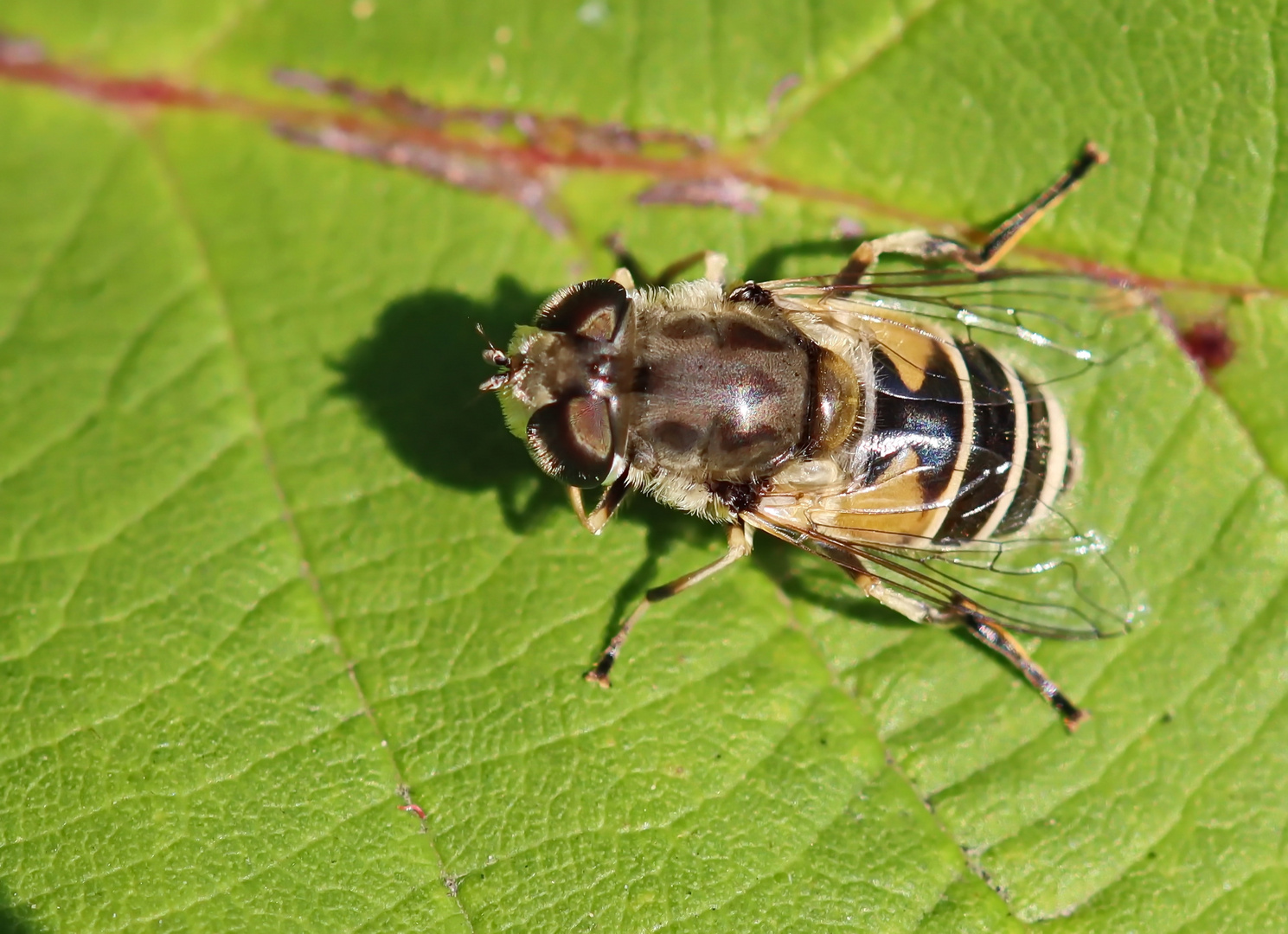 Eristalis arbustorum