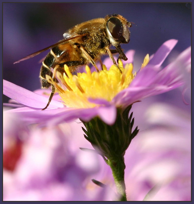 Eristalis