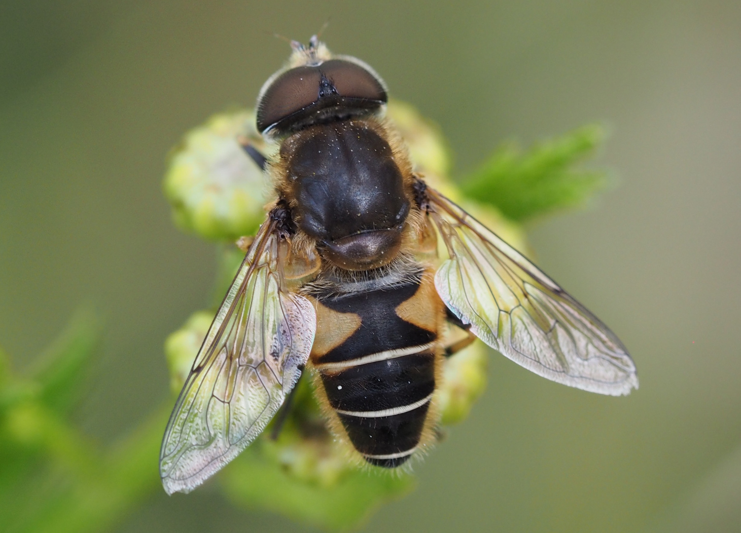 Eristalis jugorum m