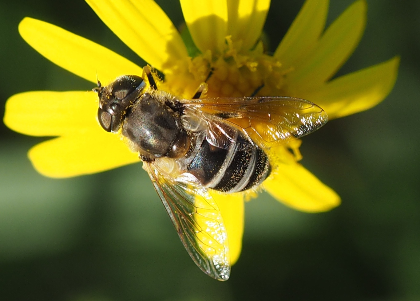 Eristalis jugorum w Foto & Bild tiere, wildlife, insekten Bilder auf