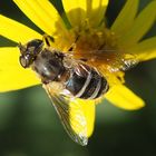 Eristalis jugorum w