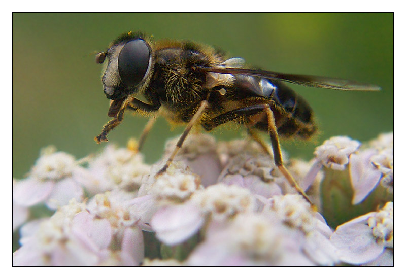 Eristalis rupium - Keine Mistbiene!