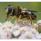 Eristalis rupium - Keine Mistbiene!