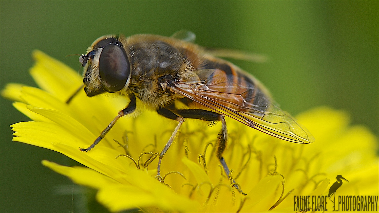 Eristalis sp