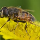 Eristalis sp