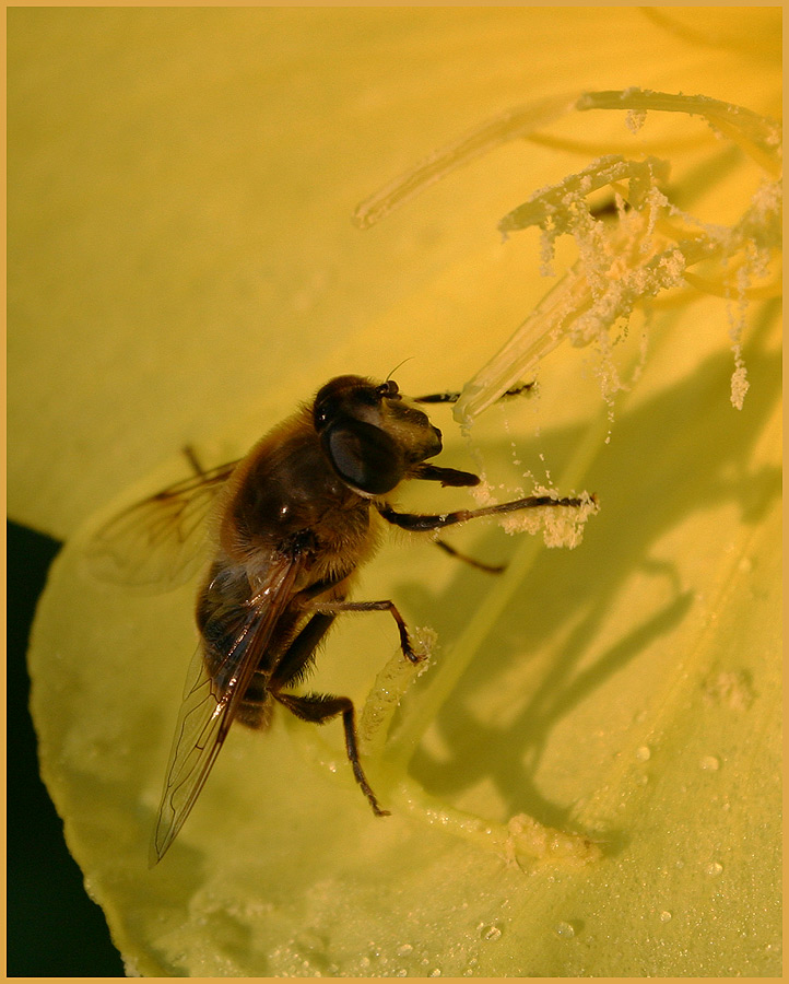 Eristalis spec.