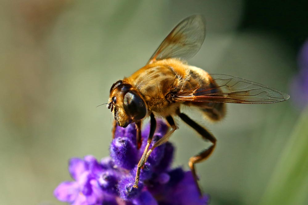 Eristalis tenax