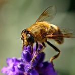 Eristalis tenax