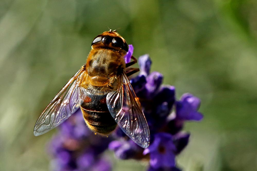 Eristalis tenax