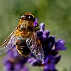 Eristalis tenax