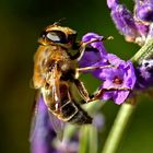 Eristalis tenax