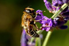 Eristalis tenax