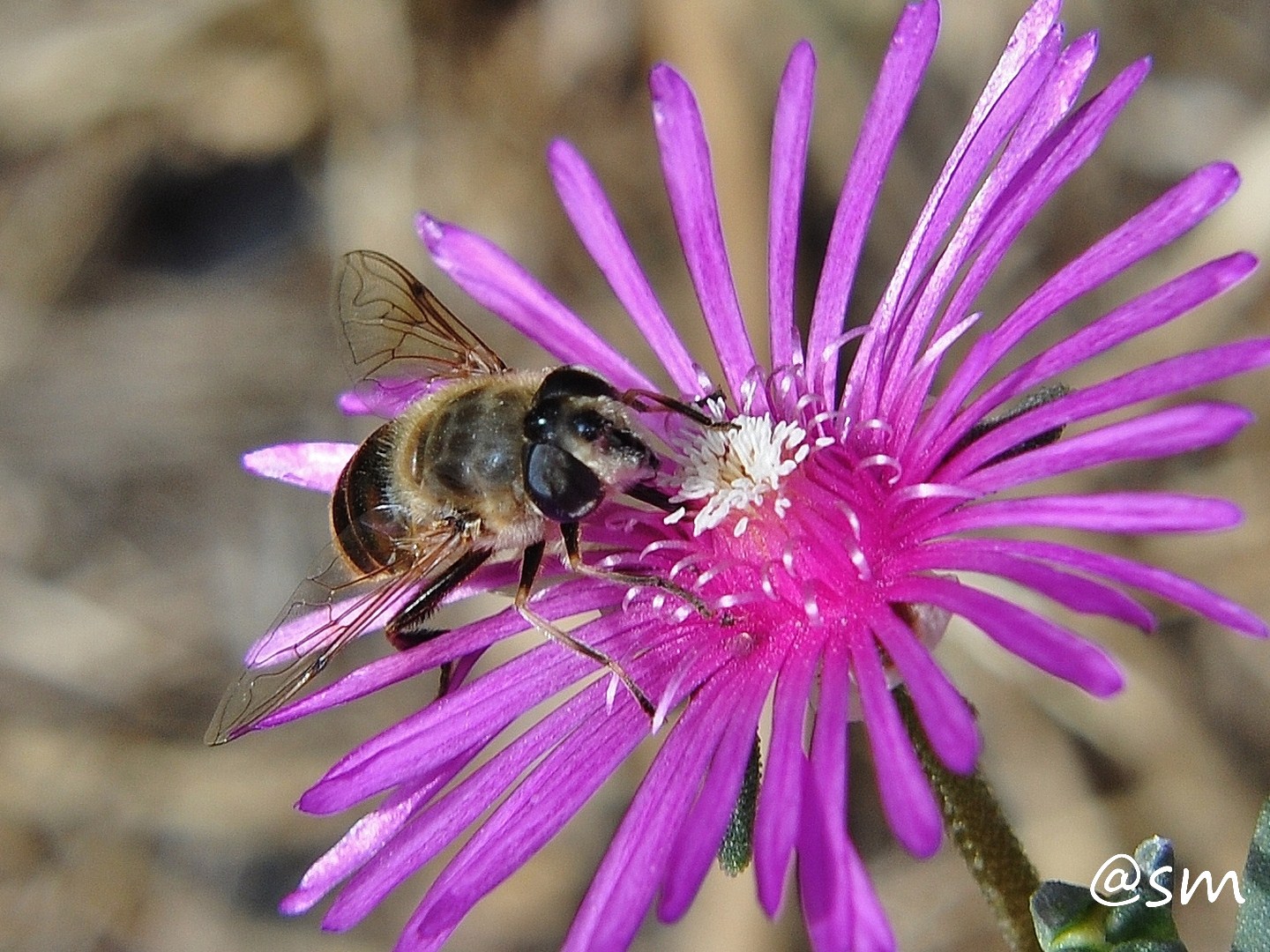 Eristalis tenax