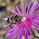 Eristalis tenax