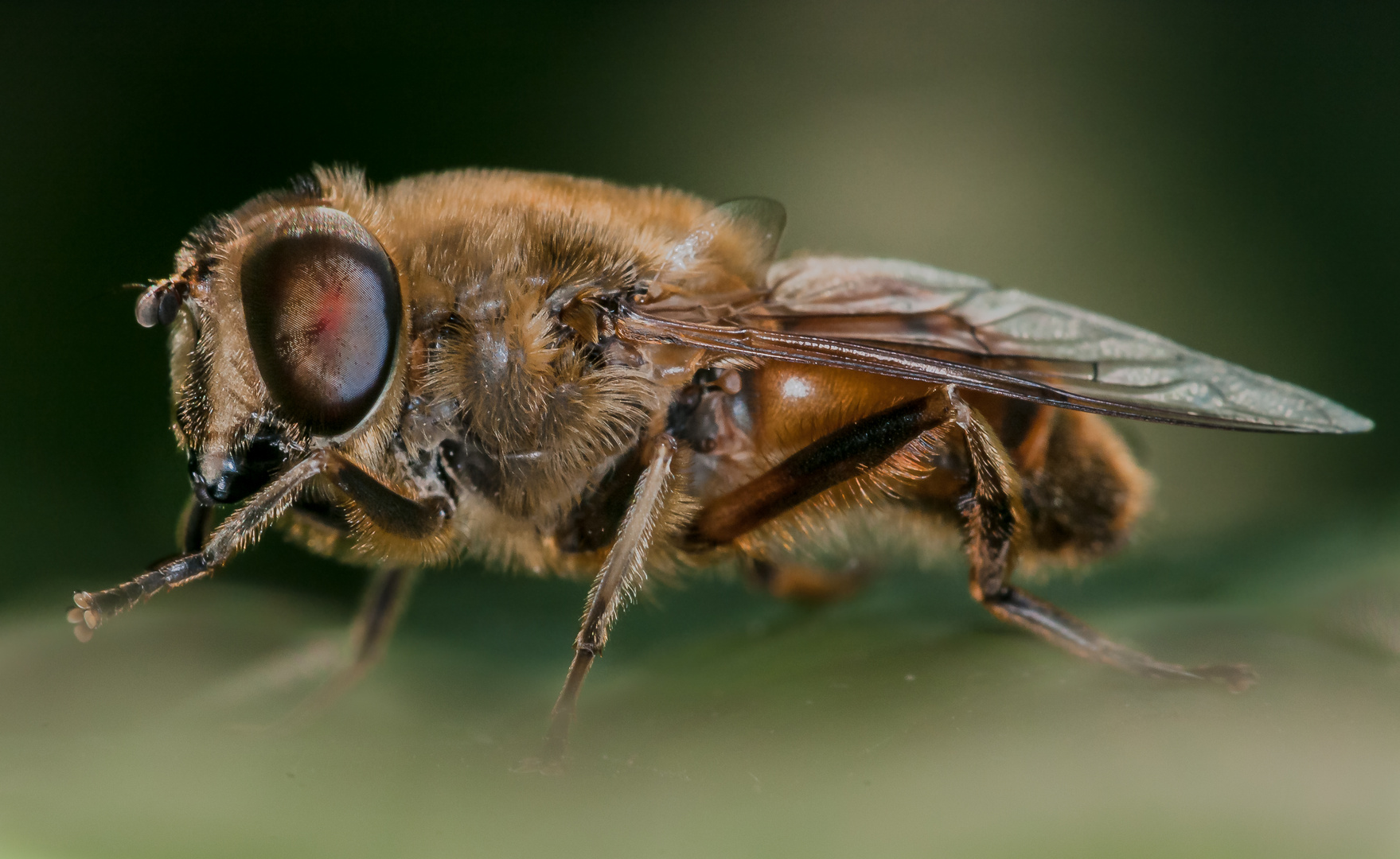 Eristalis tenax