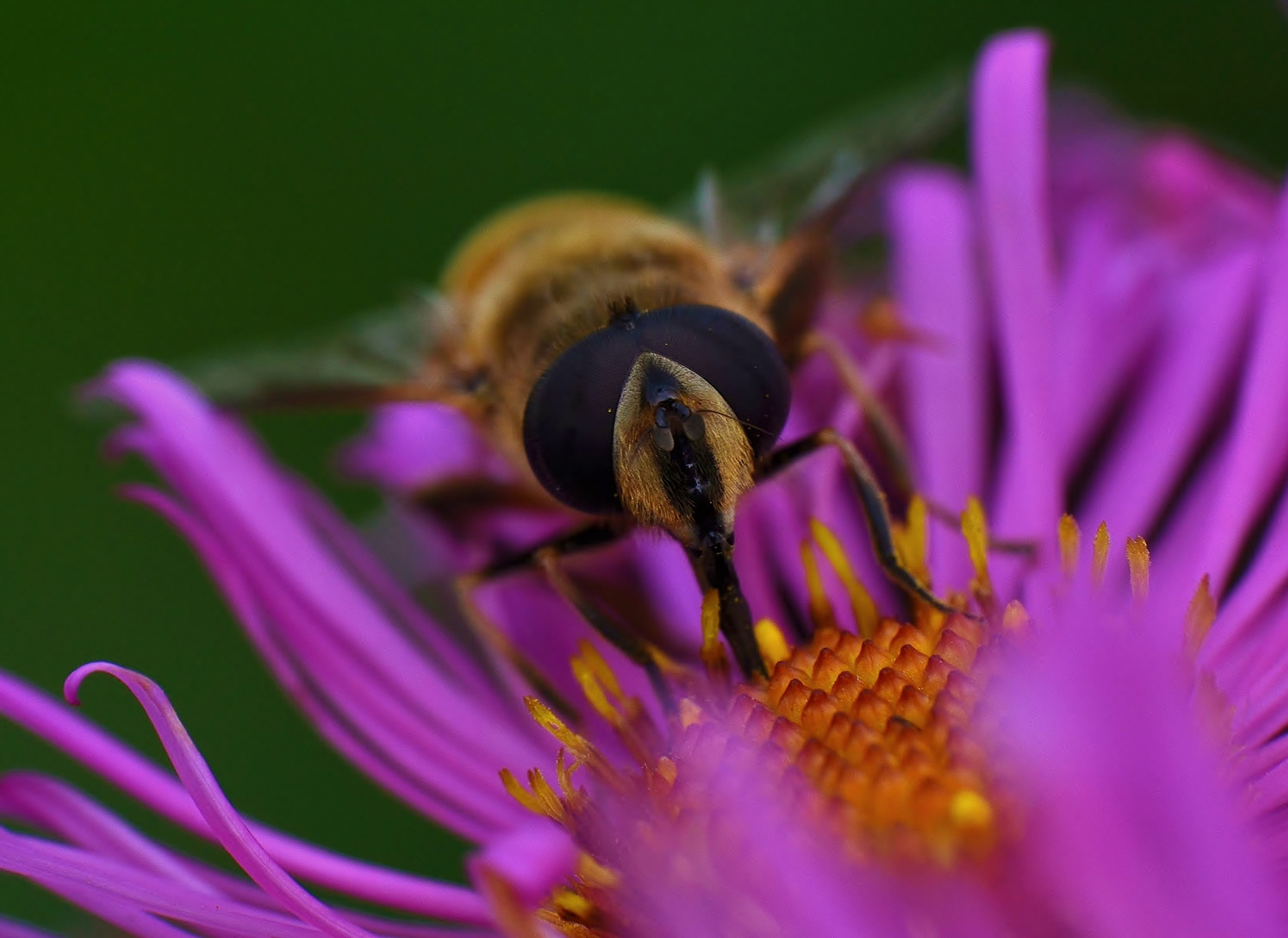 Eristalis tenax