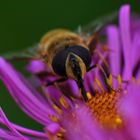 Eristalis tenax