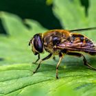 Eristalis tenax