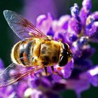 Eristalis tenax