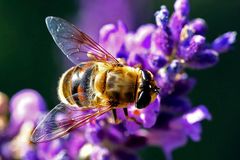 Eristalis tenax