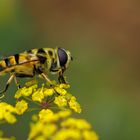 Eristalis tenax