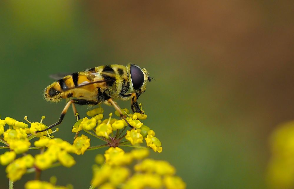 Eristalis tenax