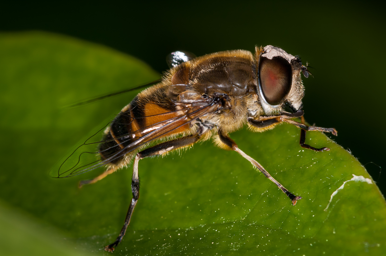 Eristalis tenax