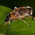 Eristalis tenax