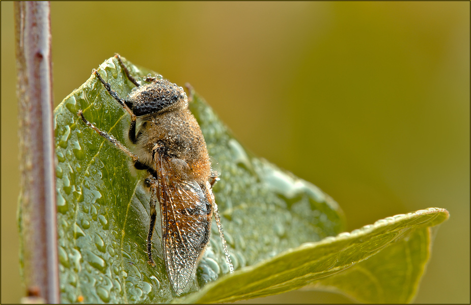 Eristalis tenax