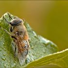 Eristalis tenax