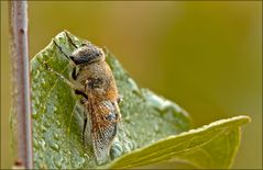 Eristalis tenax