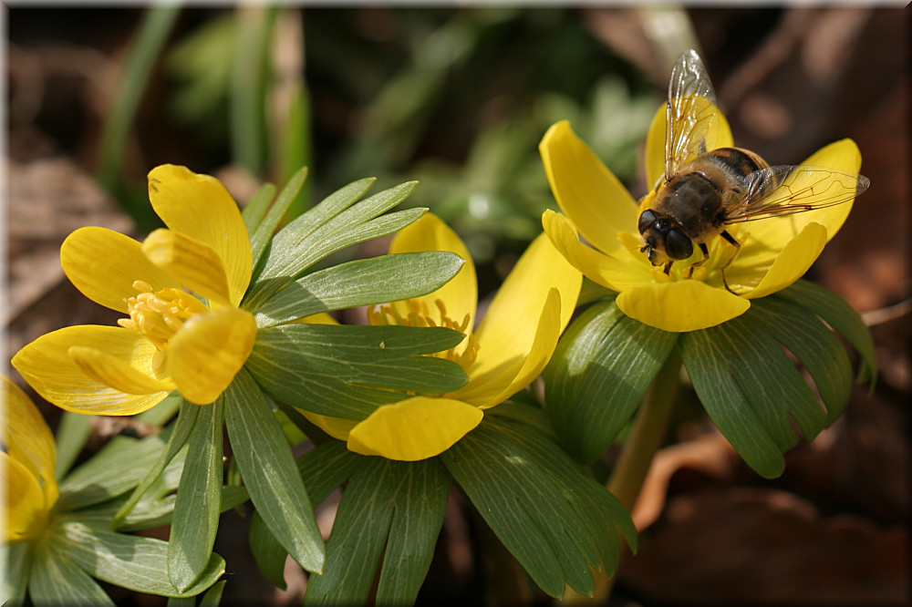 Eristalis tenax (auch Mistbiene genannt)