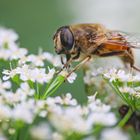 Eristalis tenax