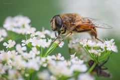 Eristalis tenax