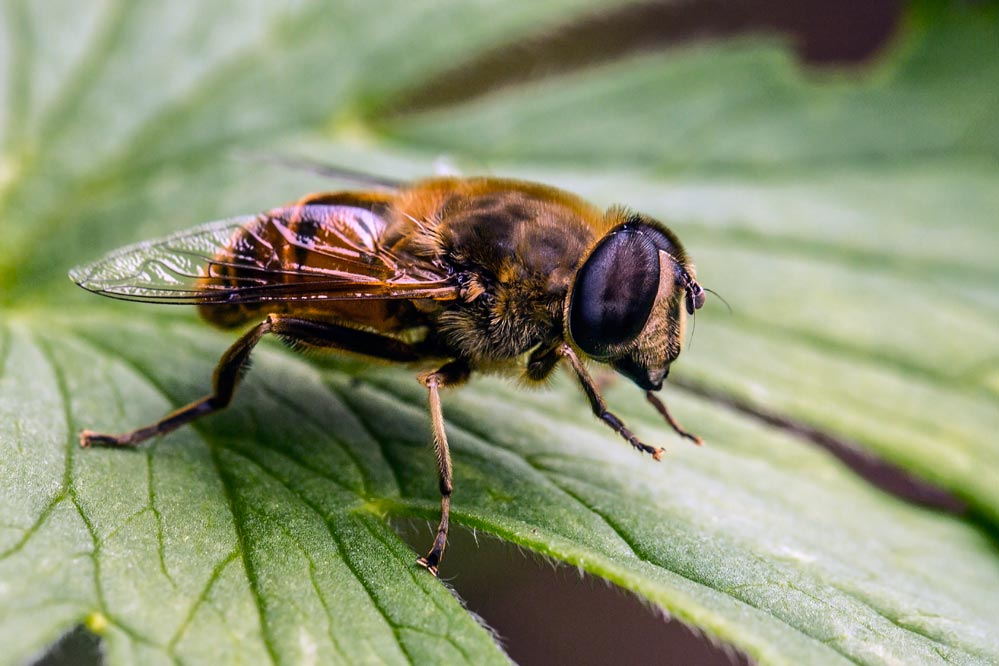 Eristalis tenax