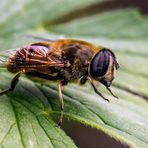 Eristalis tenax